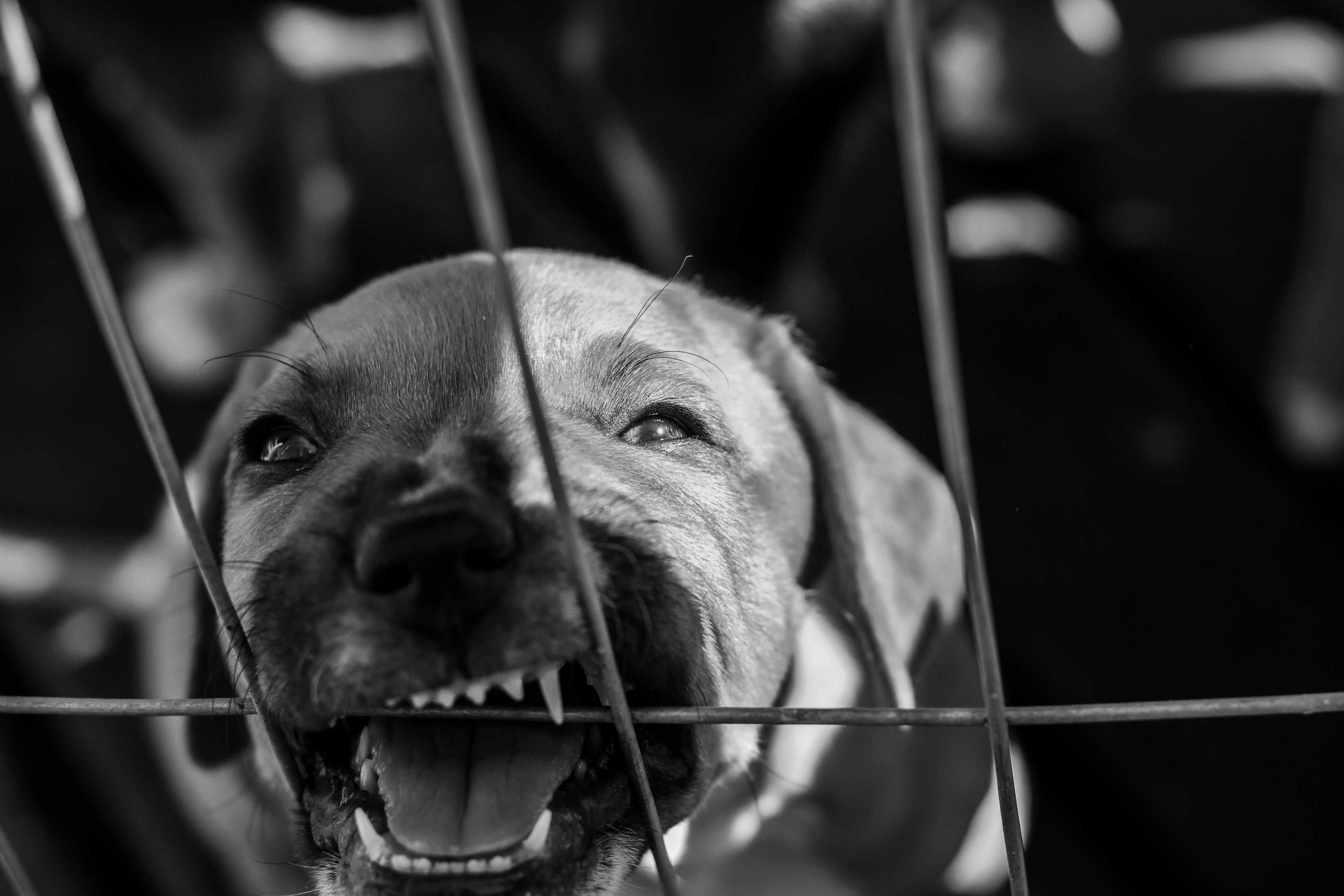 The Case of Defamation and the Dangerous Dog