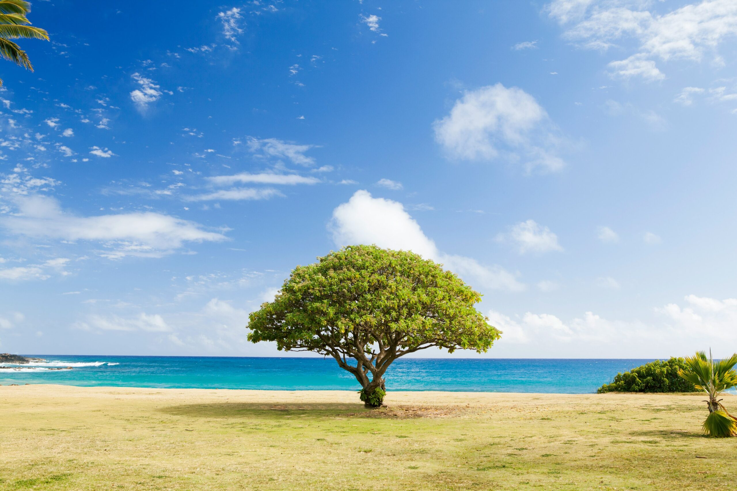 The Case of Tree Topping Trouble