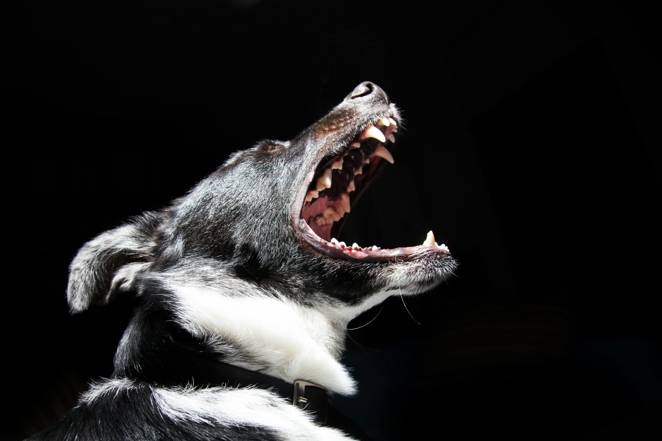You’re Thinking of Reporting Your Neighbour’s Noisy Dog to Bylaw Enforcement – What Now?